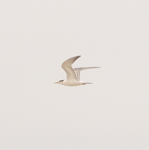 Great Crested Tern