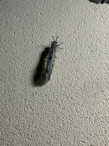 Spotted-wing antlion