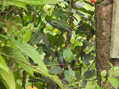 Urochroa bougueri