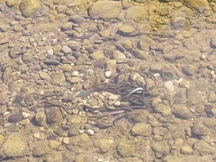Lampetra fluviatilis