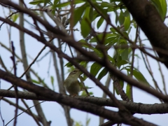 Phylloscopus trochilus