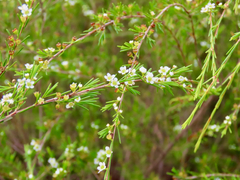 Baeckea frutescens
