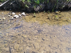 Lampetra fluviatilis