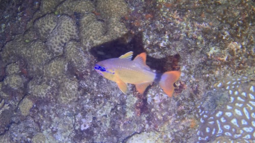 Ostorhinchus aureus observed 2026-08-08
