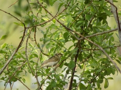 Phylloscopus trochilus