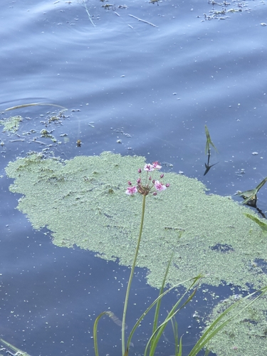 Flowering-rush