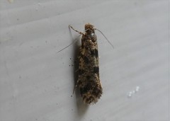 Parochmastis hilderi