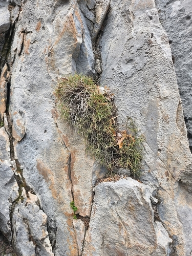 Clokey's greasebush