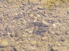 Lampetra fluviatilis