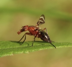Tritoxa incurva