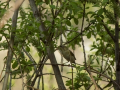 Phylloscopus trochilus