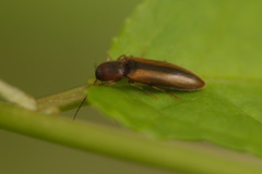 Agriotes acuminatus