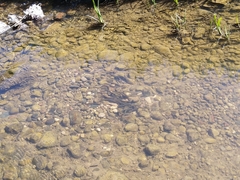 Lampetra fluviatilis