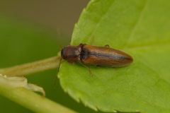 Agriotes acuminatus