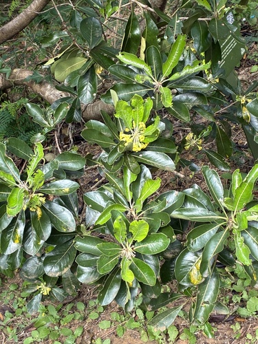 Pittosporum pancheri observed 2026-08-23