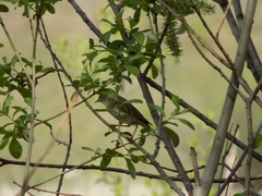 Phylloscopus trochilus