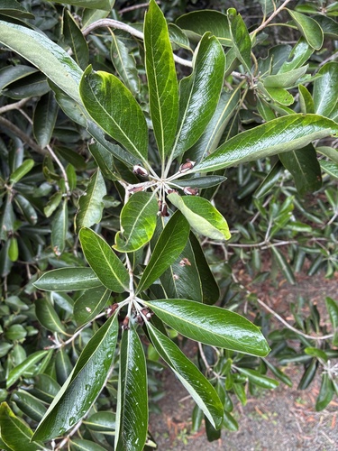 Pittosporum pancheri observed 2026-08-23