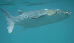 Crenimugil crenilabis