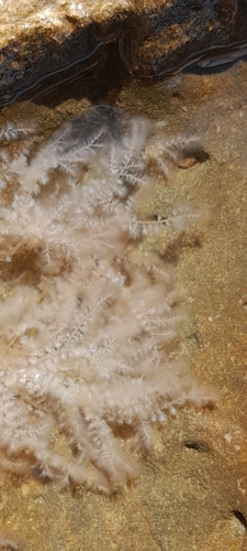 Wrangelia observed 2026-08-22