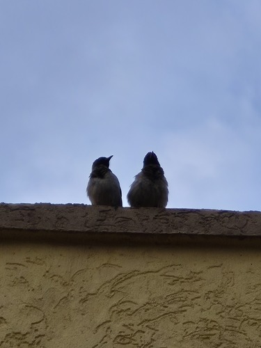 Common Bulbul
