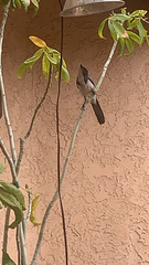 Aphelocoma californica