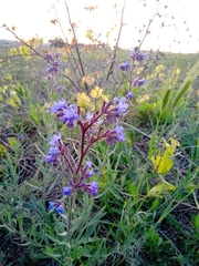 Anchusa thessala