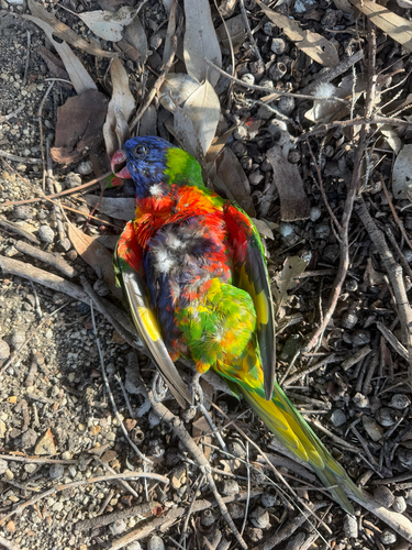 Rainbow Lorikeet