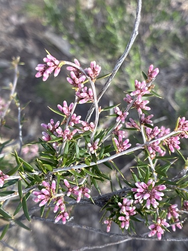 peach heath