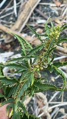 Datisca glomerata