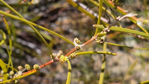 Acacia granitica observed 2026-08-23