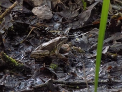 Rana temporaria