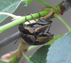 Dendroxena quadrimaculata