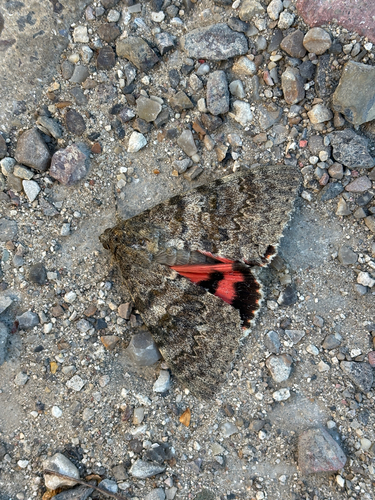 French Red Underwing