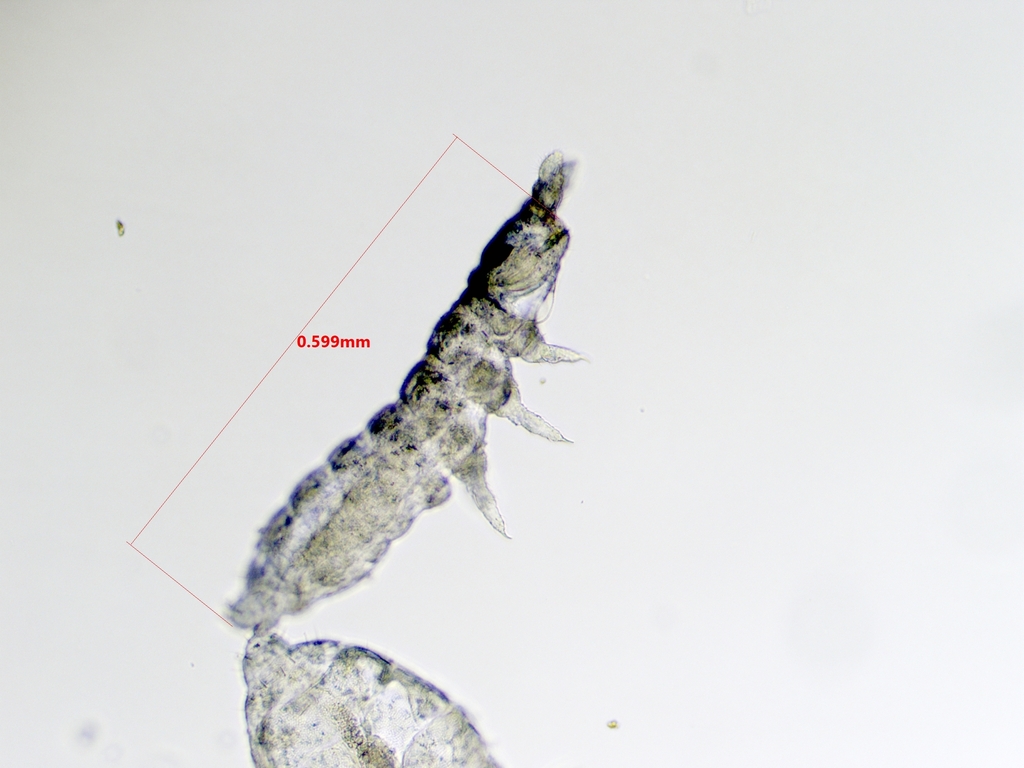Friesea truncata