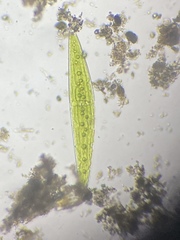Closterium acerosum lanceolatum