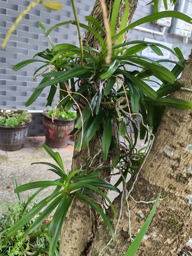 Cleisostoma paniculatum