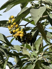Solanum erianthum, photograph (c) 鄭雪雲, some rights reserved (CC BY)