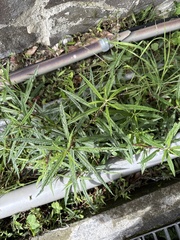 Debregeasia orientalis