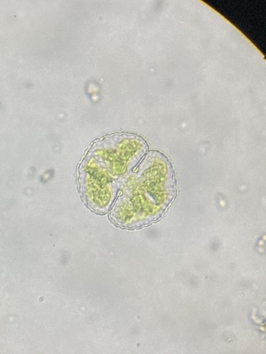 Cosmarium vexatum