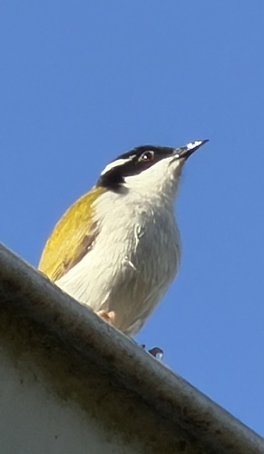 White-throated Honeyeater