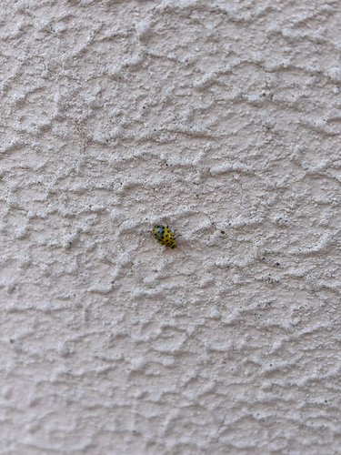 22-spot Ladybird