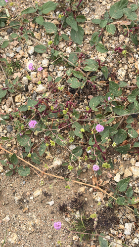 Wineflower
