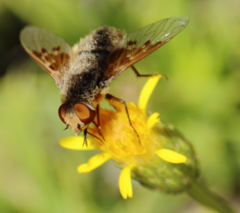 Thyridanthrax semitristis