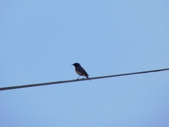 Phoenicurus phoenicurus