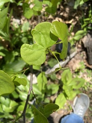 Cercis canadensis
