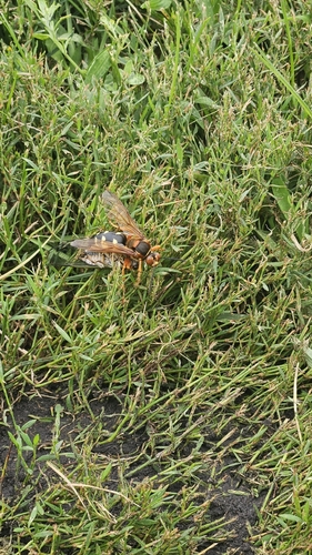 Eastern Cicada-killer Wasp