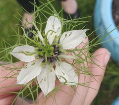 Nigella