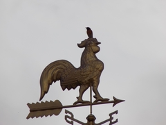 Phoenicurus phoenicurus