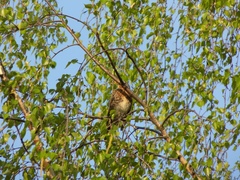Turdus pilaris