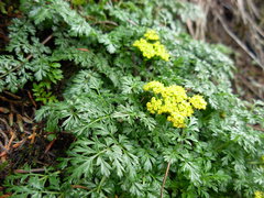 Lomatium hallii